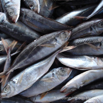 Seinage léger gelé rond Scad Trachurus Horse MacKerel